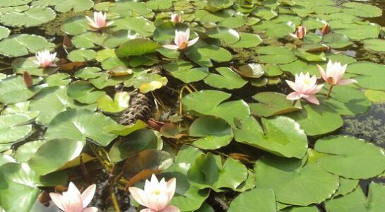 Casa delle Ninfee – La Cura del Bene Comune